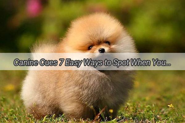 Canine Cues 7 Easy Ways to Spot When Your Furry Friend is Unwell